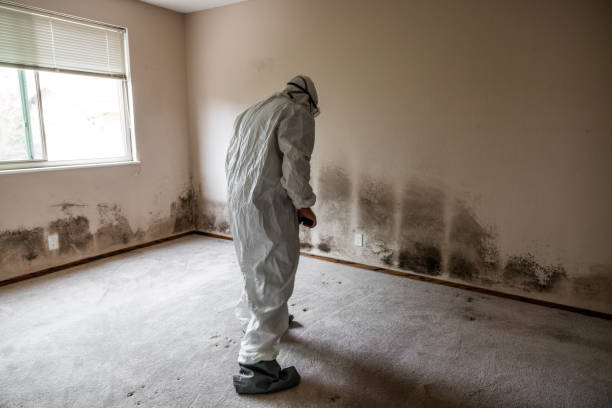 Best Health and Safety Mold Remediation in Woodville, MS